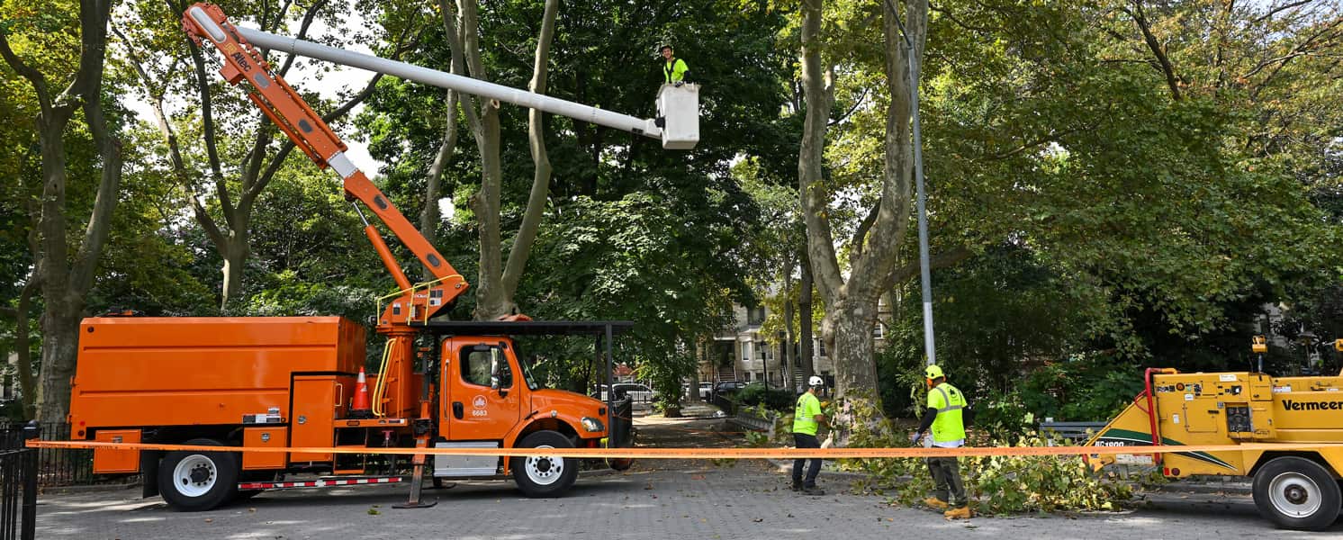 Tree and lawn work in Columbia