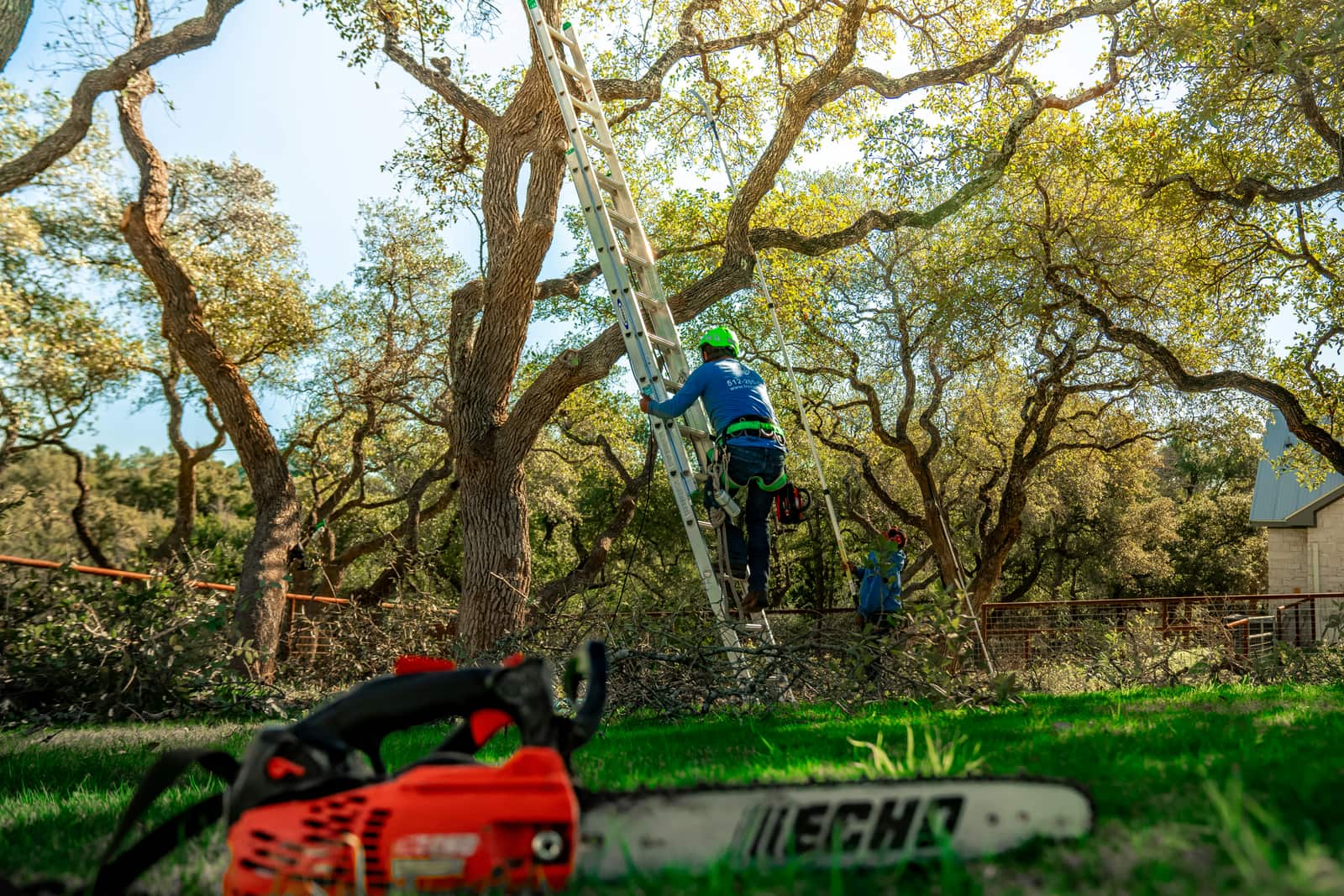 Tree service Howard County